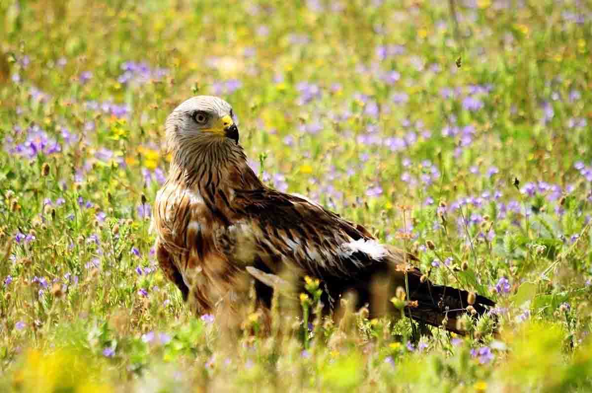 En las centrales eólicas podrían haber muerto miles de animales, en su mayoría especies protegidas. Milano Real / Foto: SEO/Birdlife - Juan Cuetos - EP