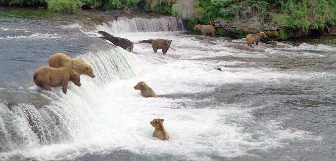 Osos Kodiak de Alaska cazan en el Brooks River / Skeez E.