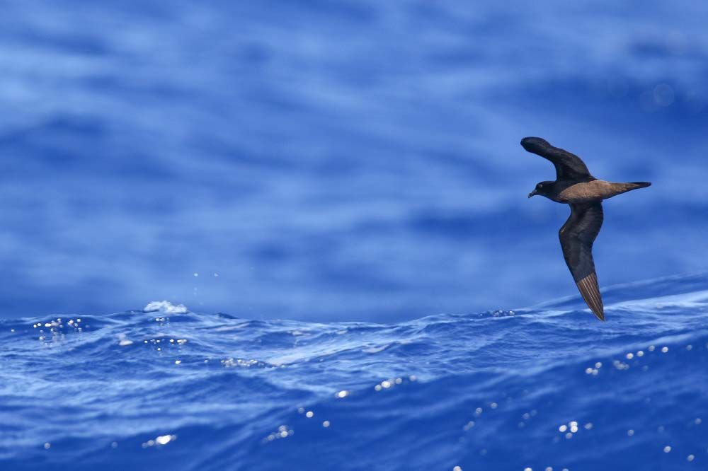 Petrel de Bulwer, ave marina amenazada en Canarias por Gatos, ratas y palomas  / Foto: Javier Gómez Aoi - Dicyt