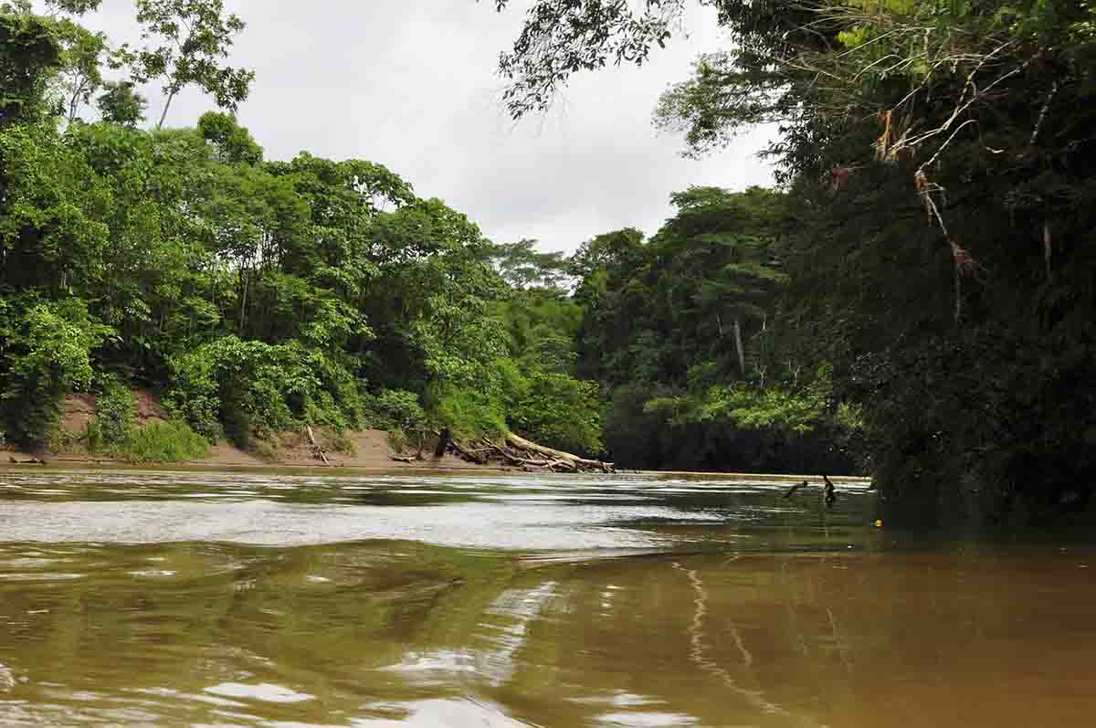 La selva amazónica en un punto de inflexión crítico / Foto: Pixabay