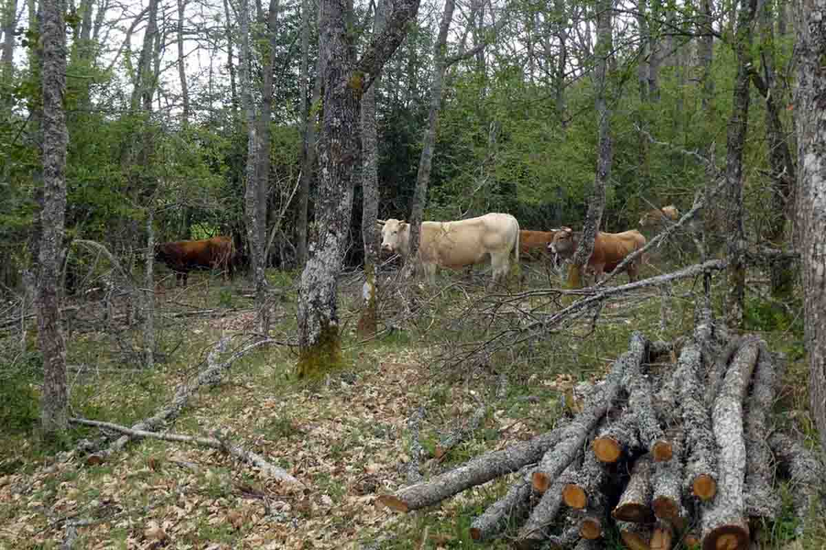 Vacas de carne pastando en bosque de roble. Silvopastoralismo, transición a un modelo ganadero sostenible / Foto: José A. Reque - The Conversation