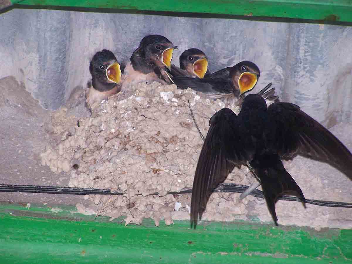 Aves y otros animales se quedan sin lugares donde anidar. Golondrina / Foto: SEO/BirdLife