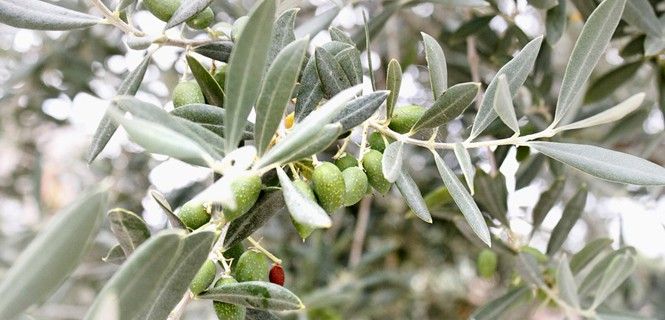 Ramas de olivo de variedad del Mediterráneo / Tania VdB