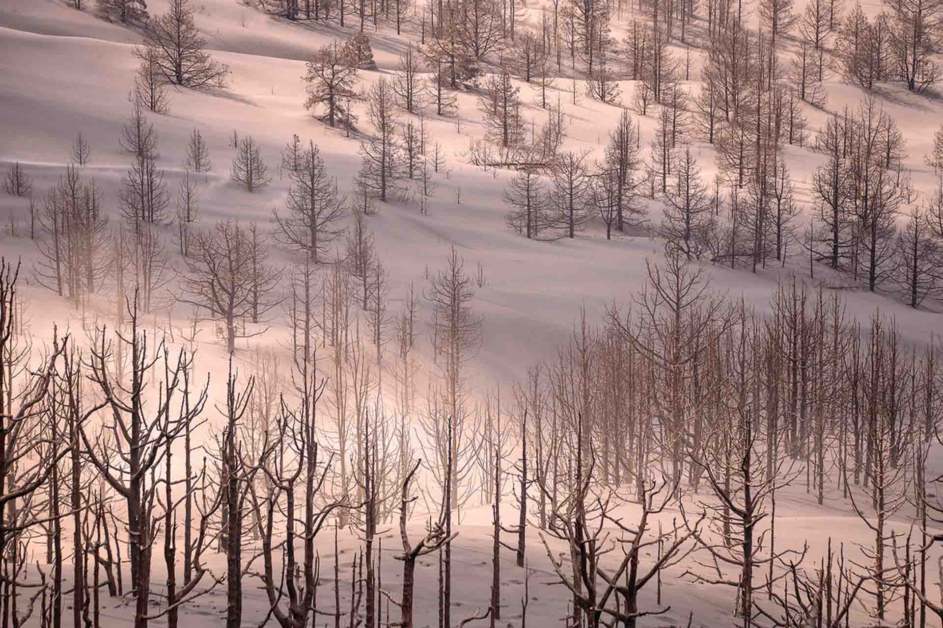 Pinos calcinados y cubiertos de ceniza en los alrededores del volcán de La Palma (Canarias) / Foto: Saul Santos