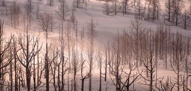 Pinos calcinados y cubiertos de ceniza en los alrededores del volcán de La Palma (Canarias) / Foto: Saul Santos