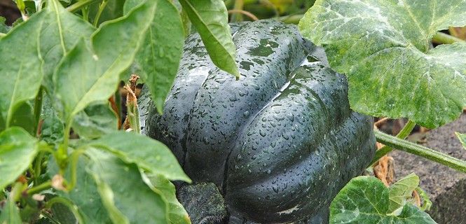 Calabaza de cultivo ecológico / Foto: Ratfin K.