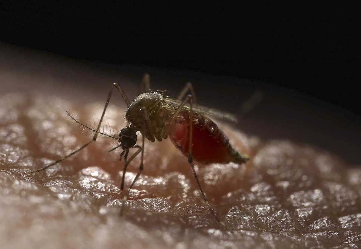 Nuevo protocolo para buscar al mosquito invasor ?Aedes aegypti? , transmisor del virus del Zika / Foto: EP