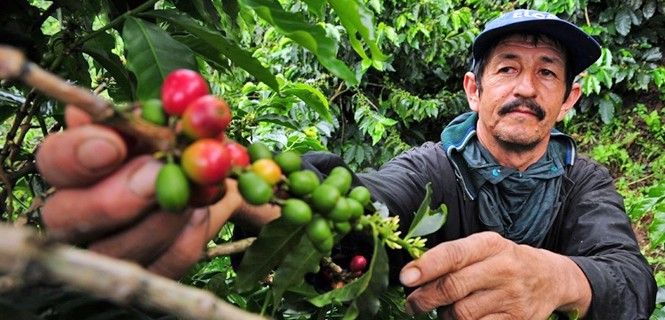Un granjero recolecta vayas de café en Colombia / Foto: Neil Palmer - CIAT - EP
