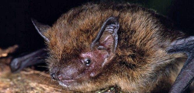 Ejemplar de murciélago Pipistrellus murrayi extinto de la Isla de Navidad / Foto: IUCN