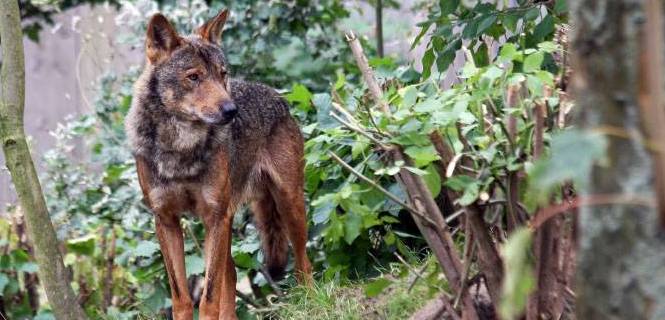 'Canis lupus signatus' macho / Foto: Fotografie4you.eu