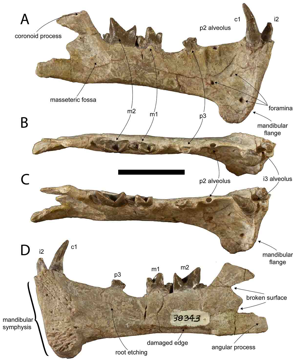 Figura 2. Holotipo de Diegoaelurus vanvalkenburghae sp. nov. (SDSNH 38343)