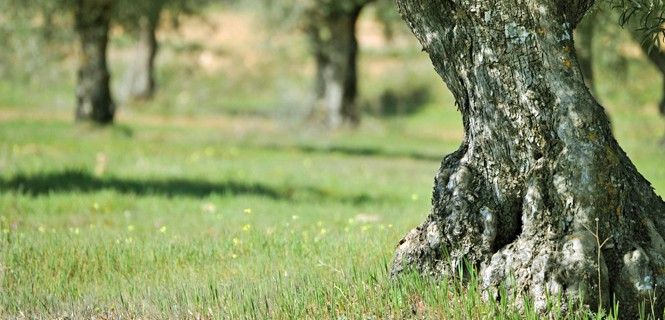 El carbono ya no actuará como un fertilizante / Foto: Andrés Díaz - CSIC