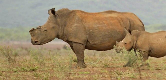 Rinoceronte descornado / Foto: Jeremy Smith - WWF
