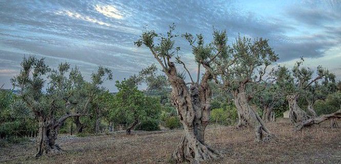Los olivos forman parte indisociable del paisaje mallorquín / Foto: Meitzk E.