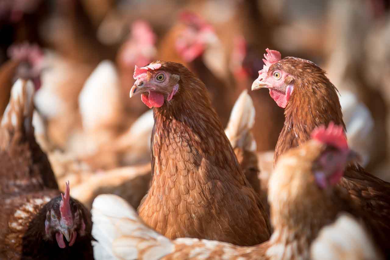Detectados más casos de gripe aviar en España / Foto: Pixabay