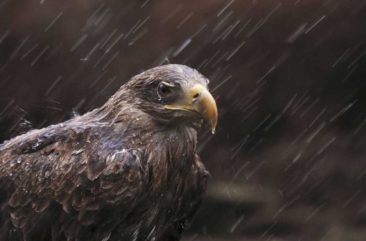 Las poblaciones de pigargo europeo​ (Haliaeetus albicilla) han sufrido una de las mayores disminuciones por envenenamiento / Foto: / Ian McCarthy | RSPB - SINC