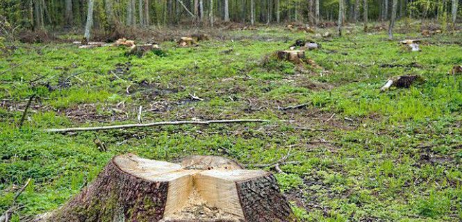 Cada año se pierden en el mundo 15.000 millones de árboles / Foto: Summa