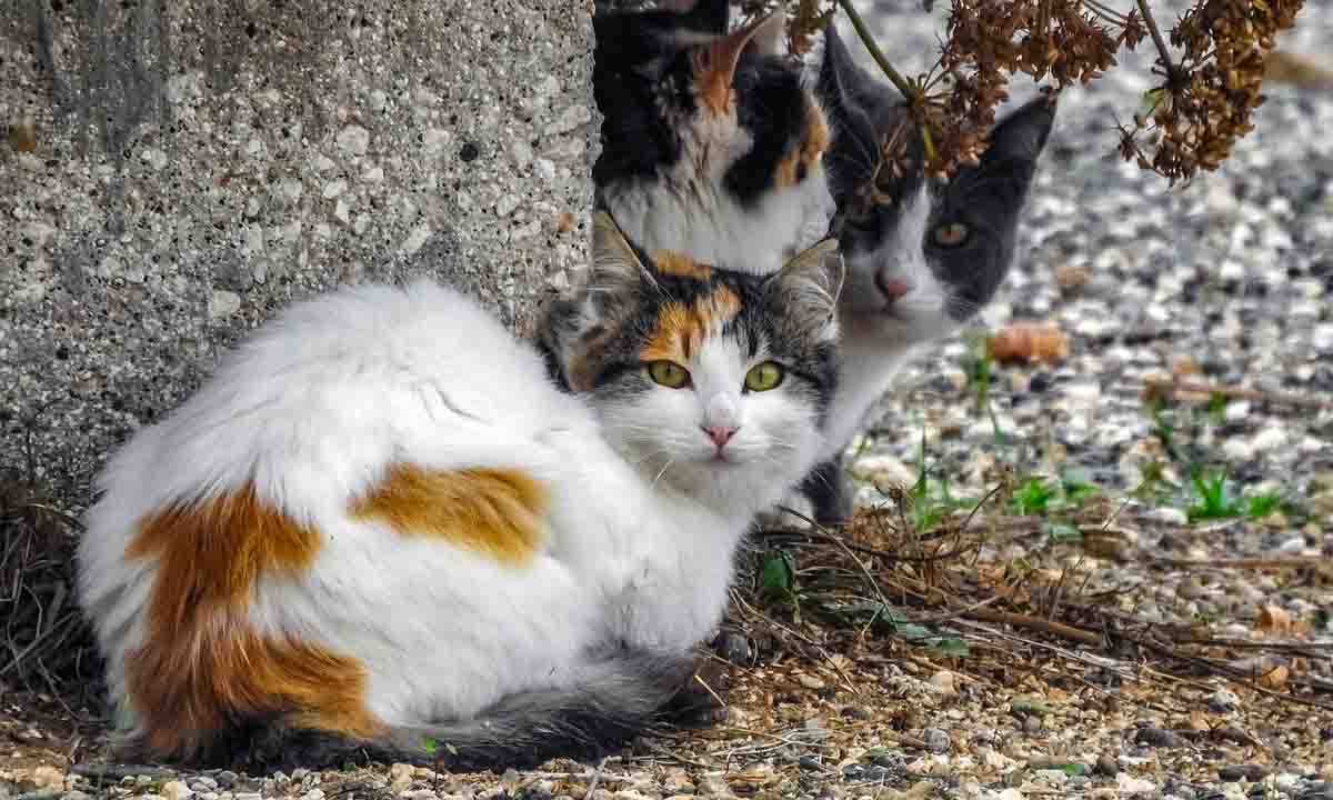 Gatos callejeros / Foto: Pixabay