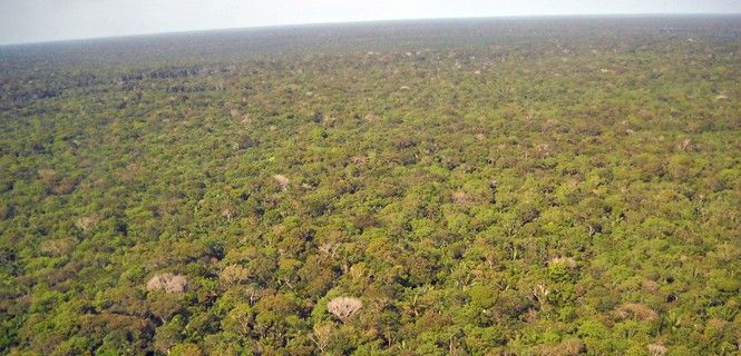 Selva amazónica de Brasil / Foto: R. Rubra