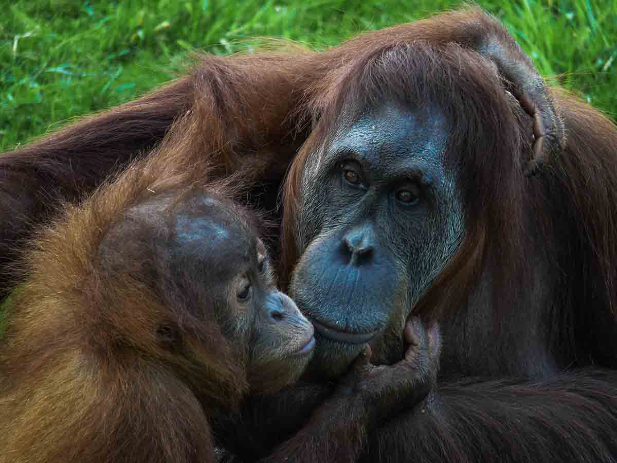 Un orangután hembra con cría. La interacción social moldea su repertorio vocal  / Foto: Pixabay