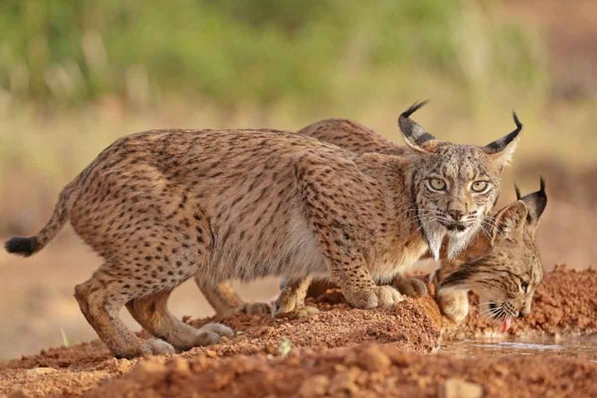 Grandes depredadores como el lince ibérico / Foto: Pixabay