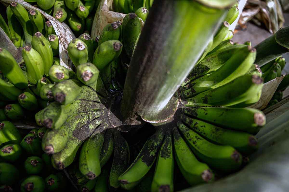 Una piña de plátanos llena de ceniza en La Palma / Foto: Kike Rincón - EP