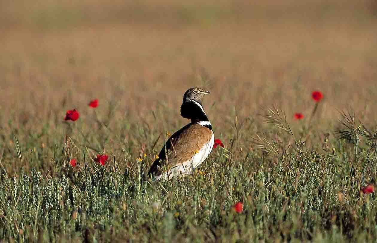 Foto de un sisón común. Esta ave ha perdido un 15 % de su área de distribución en los últimos 20 años / Foto: SEO/BirdLife