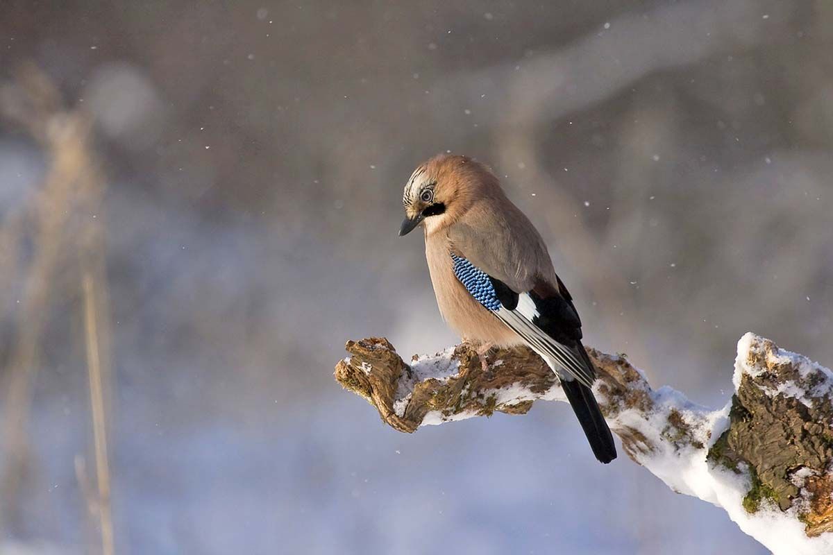 Al arrendajo euroasiático le perjudica el cambio climático. Ayudar a las aves a resistir el cambio climático / Foto: Pixabay