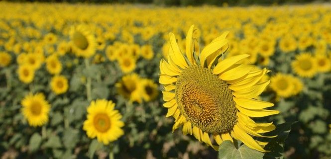 Campo de cultivo de girasoles / Foto: Ernesto Ainaud