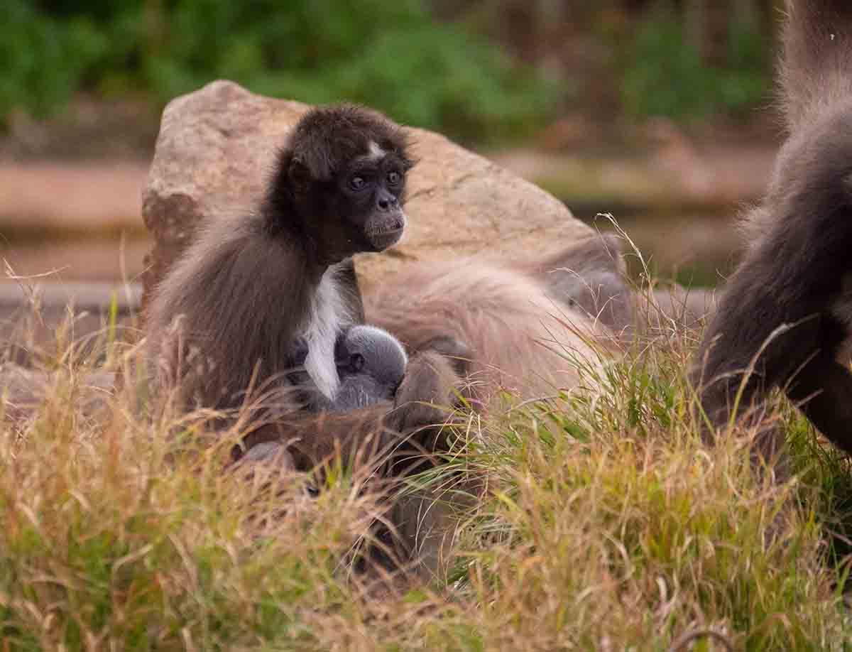 Nace en el Zoo de Barcelona una cría de mono araña