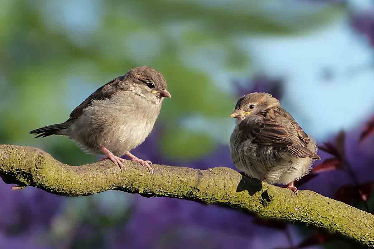 Las poblaciones de aves han disminuido en más del 30%. / Foto:  Oldiefan - Pixabay