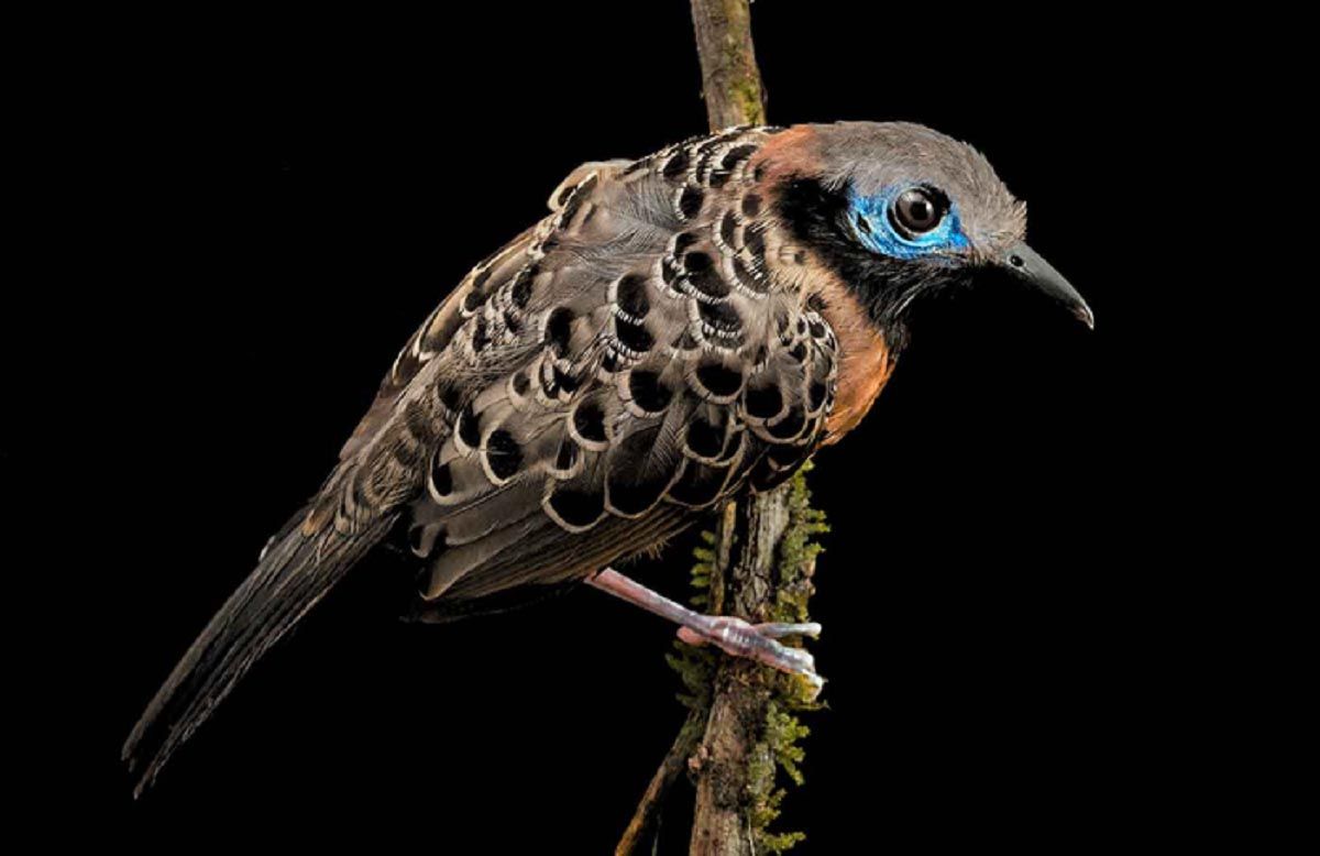 Un hormiguero ocelado una de las aves que desaparece / Foto: SINC