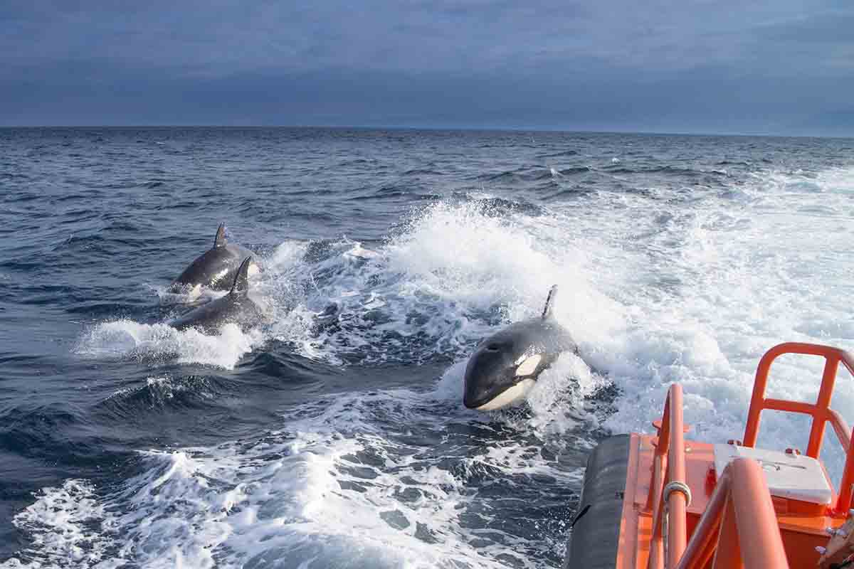 Orcas increpan a una embarcación. Rescatado el tripulante del catamarán sin timón  / Foto: EP