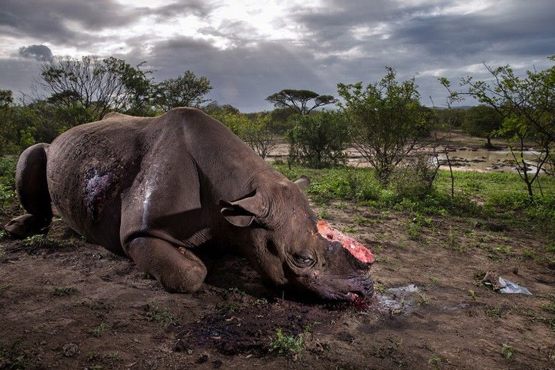 Rinoceronte negro abatido / Foto: Brent Stirton - Wildlife Photographer Of The Year 2017