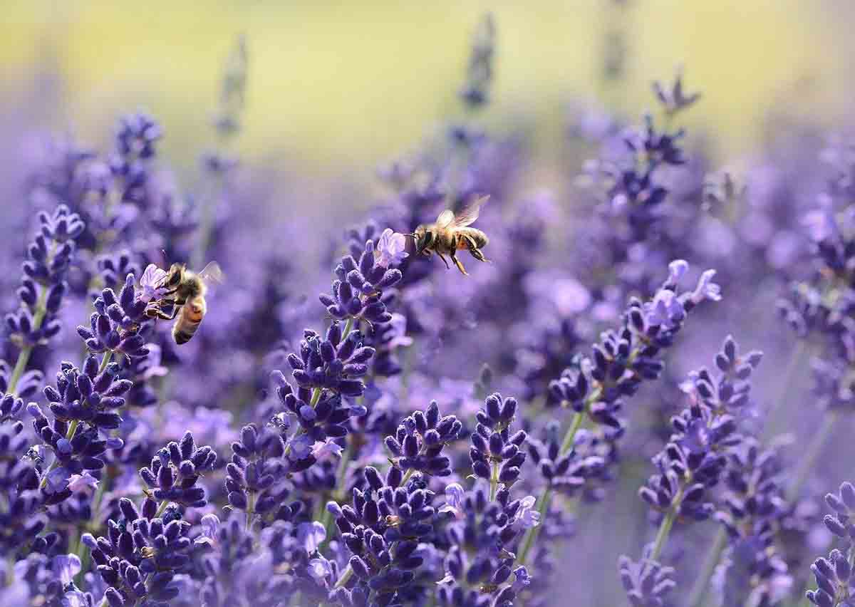 Restringir el pesticida Sulfoxaflor para proteger las abejas / Foto: Pixabay