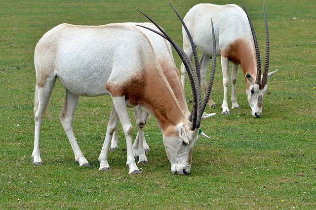 Oryx dammah es una especie de órix que una vez fue generalizado en todo el norte de África, extinguida en la naturaleza desde el año 2000 