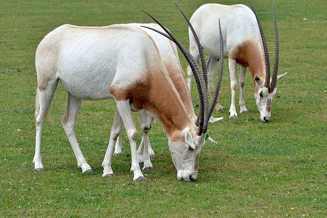 Oryx dammah es una especie de órix que una vez fue generalizado en todo el norte de África, extinguida en la naturaleza desde el año 2000 Oryx dammah es una especie de órix que una vez fue generalizado en todo el norte de África, extinguida en la naturaleza desde el año 2000