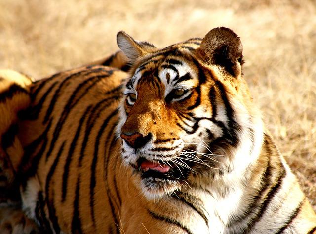 Tigre de Bengala una especie amenazado en su propio hábitat natural Tigre de Bengala una especie amenazado en su propio hábitat natural