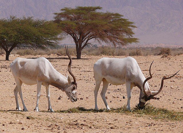 En el pasado el Addax era abundante en el norte de África, siendo originario de Chad, Mauritania y Nigeria. Hoy día, su población se ha reducido al Termit Massif Reserve (Nigeria)