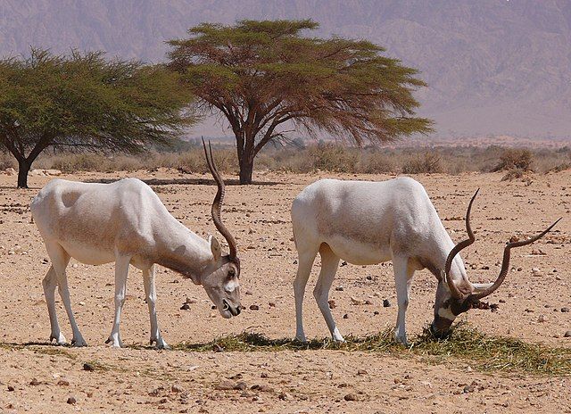 En el pasado el Addax era abundante en el norte de África, siendo originario de Chad, Mauritania y Nigeria. Hoy día, su población se ha reducido al Termit Massif Reserve (Nigeria) En el pasado el Addax era abundante en el norte de África, siendo originario de Chad, Mauritania y Nigeria. Hoy día, su población se ha reducido al Termit Massif Reserve (Nigeria)