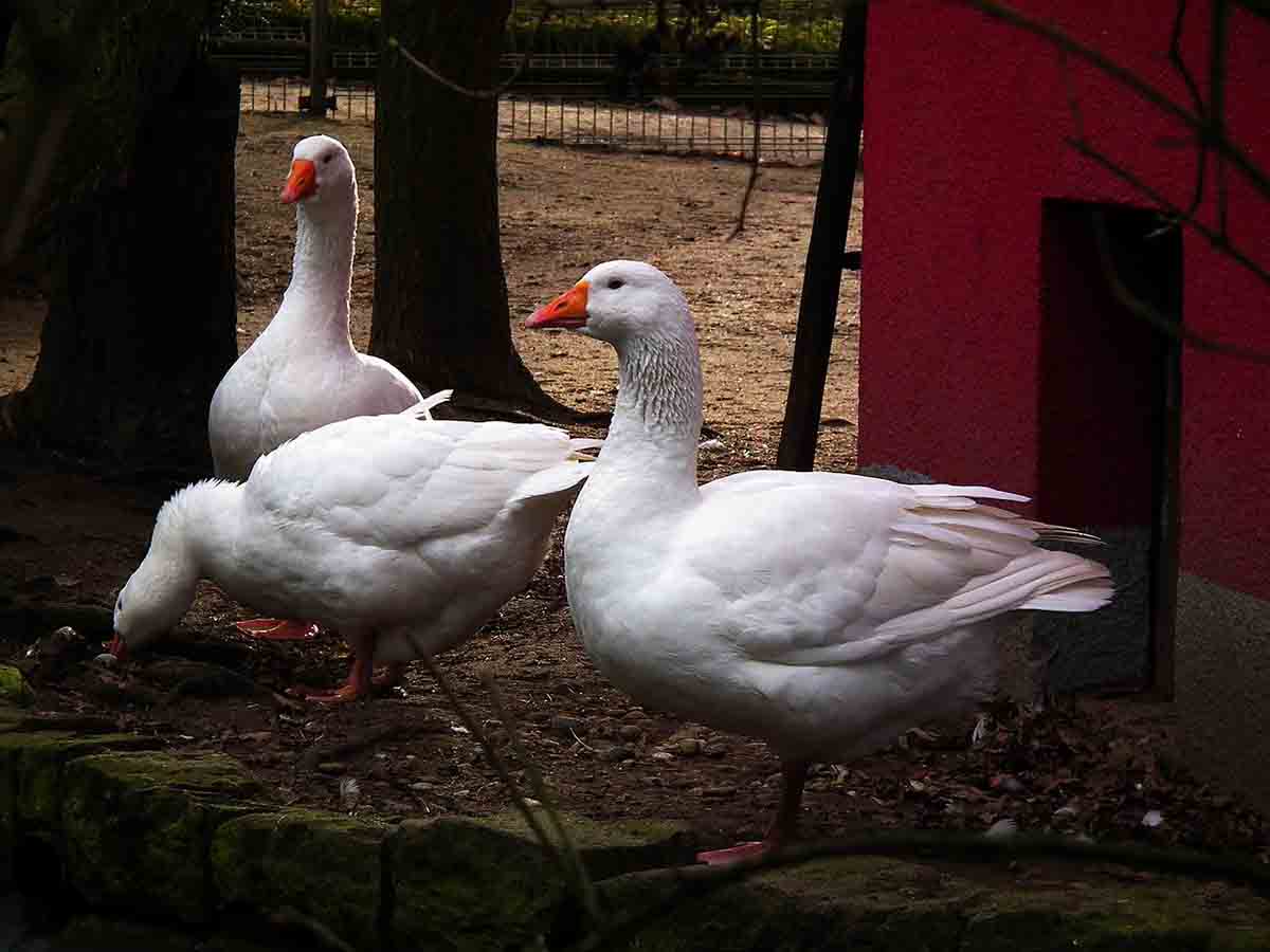 Detectan brote de gripe aviar en las 20 ocas muertas en Valladolid / Foto: Wikipedia
