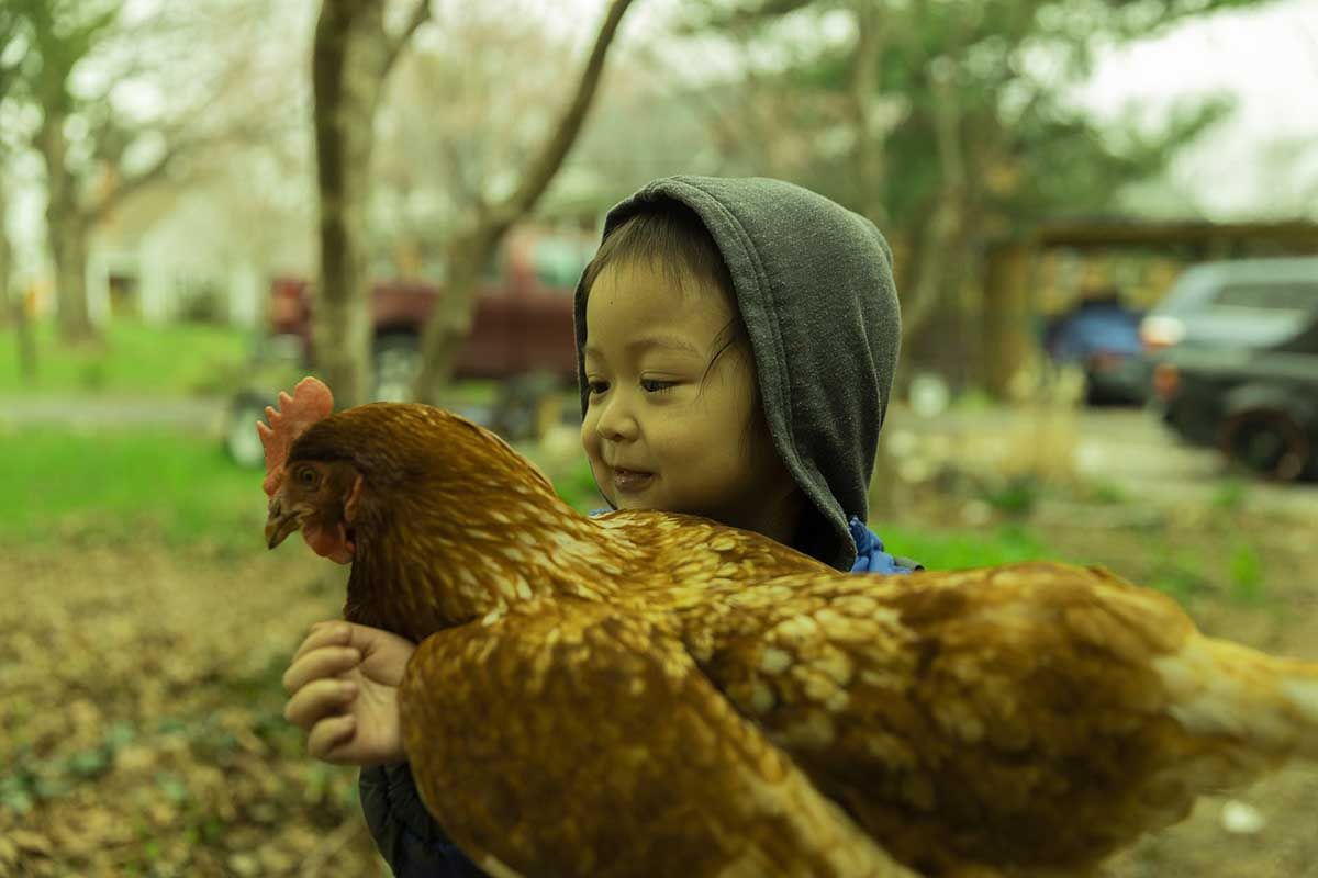 Niño en una granja de gallinas / Pixabay