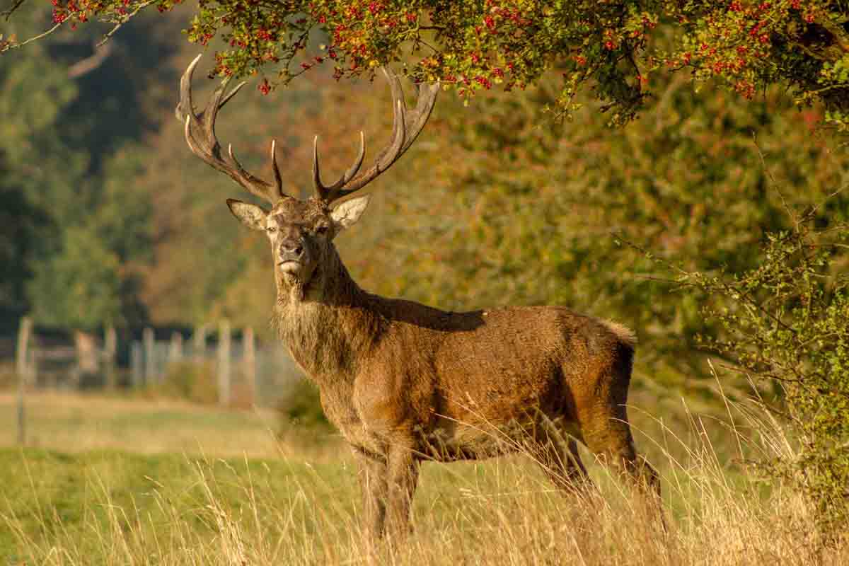 Gobierno apoya la caza sostenible / Foto: Pixabay