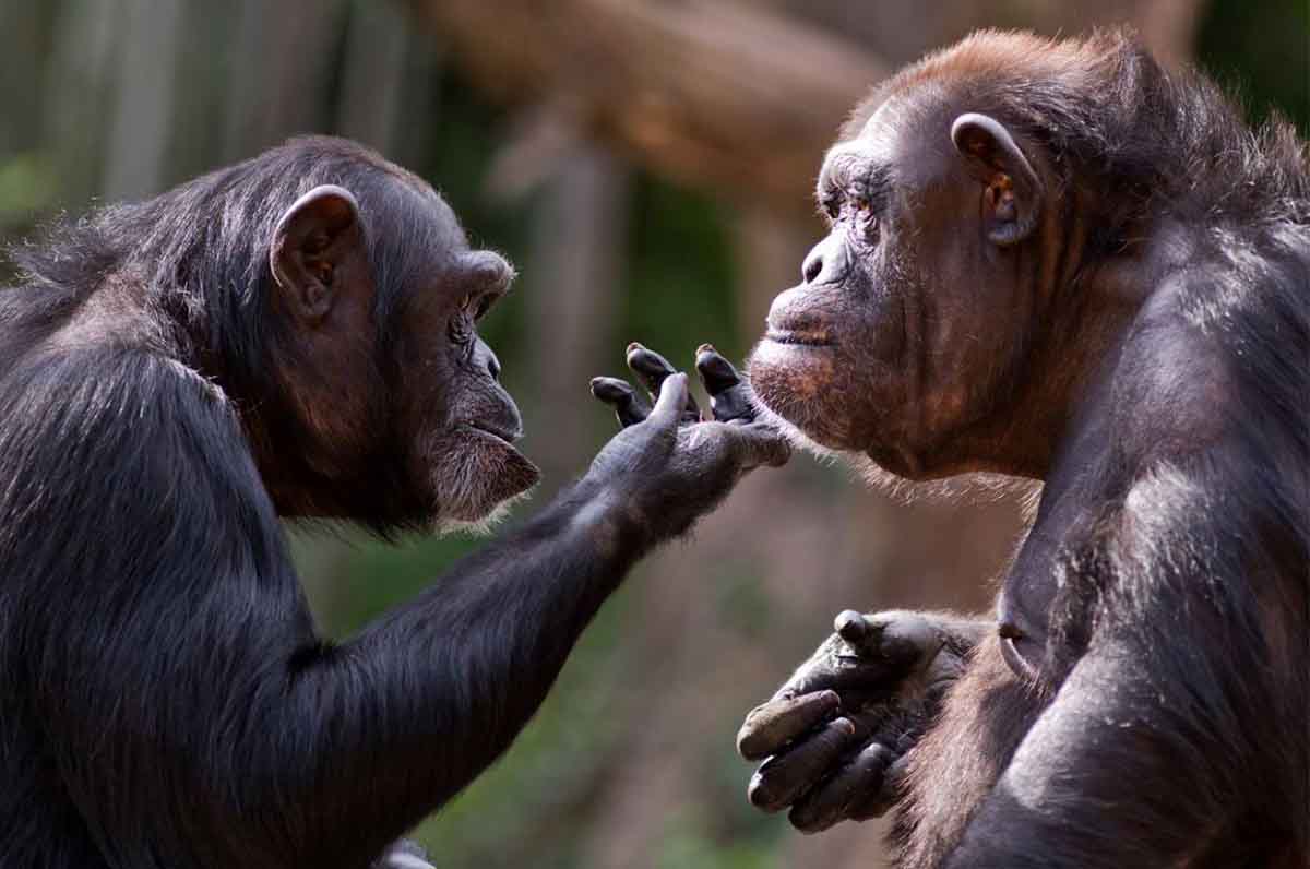 Los chimpancés son conscientes de su propia anatomía / Foto: SINC