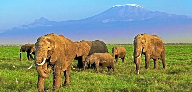Rebaño de Loxodonta africana a pie del Kilimanjaro / Foto: Martin Harvey - WWF