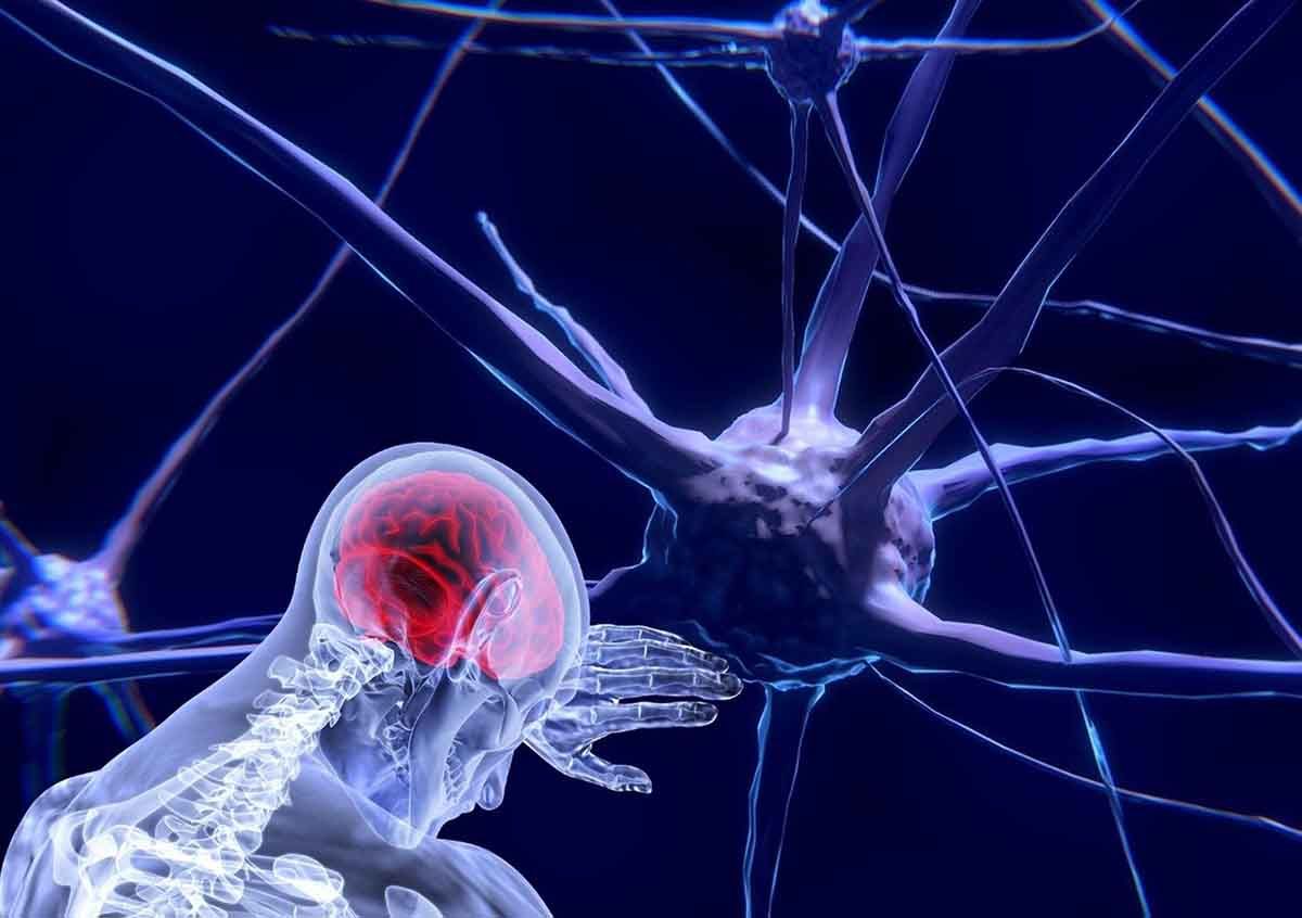 Cerebro humano. Neurona / Imagen: Pixabay