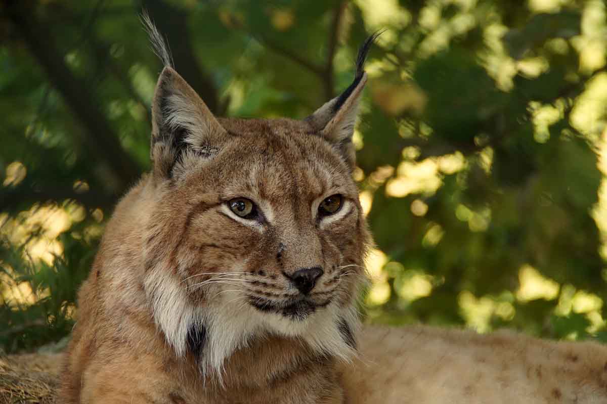 Tecnología para reducir los atropellos de linces. Un ejemplar de lince ibérico / Foto: Pixabay