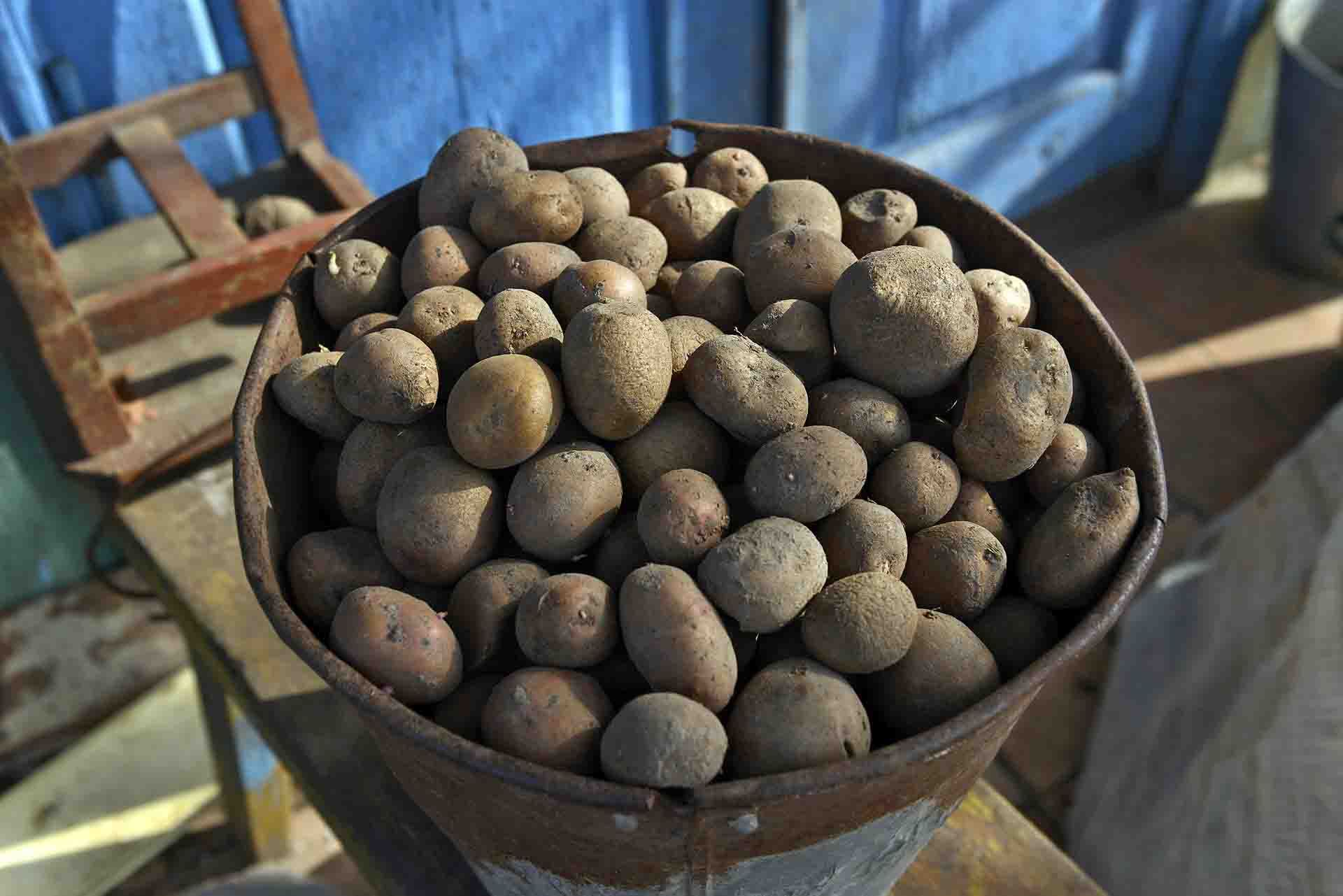 Los tubérculos, como las patatas, y otros cultivos han proporcionado alimento a los que se quedaron, pero también radioactividad a sus organismos / Foto: Alfons Rodríguez