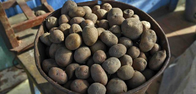 Los tubérculos, como las patatas, y otros cultivos han proporcionado alimento a los que se quedaron, pero también radioactividad a sus organismos / Foto: Alfons Rodríguez