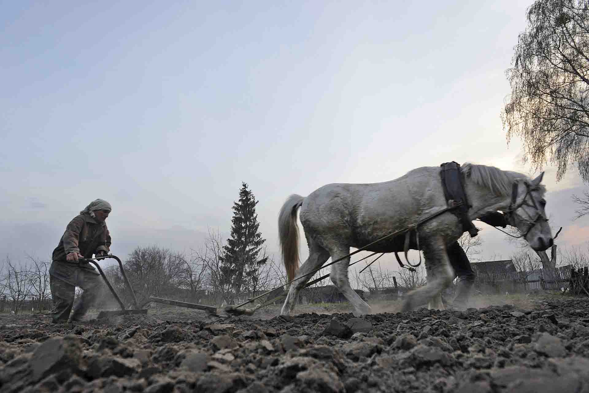 Alexander Turchin de 55 años, trabaja su huerto en Ivankova, una aldea semi-abandonada que todavía hoy arroja un nivel de radiación de 0,90 microsieverts/hora / Foto: Alfons Rodríguez